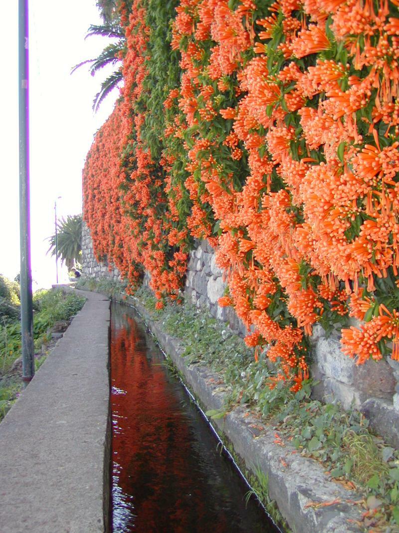 Vila Marta Funchal Dış mekan fotoğraf